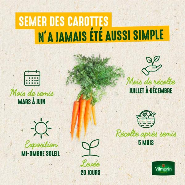 Potagères - Carotte Nanco HF1 - Ruban de graines - 5 m  - image